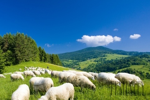 Koliba, salaš and halušky